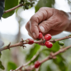Colombian Volcano Single Origin Coffee