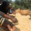 Ethiopian Guji Single Origin Coffee