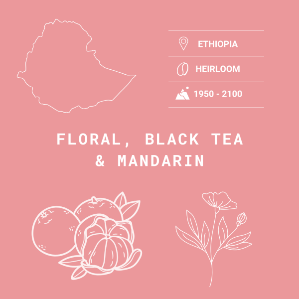 Ethiopian Guji Single Origin Coffee