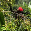Ethiopian Guji Single Origin Coffee