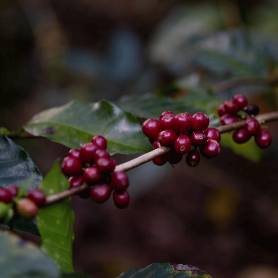 Henry’s Orchard Organic Coffee Blend
