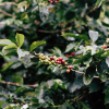 Wildflower Coffee Blend
