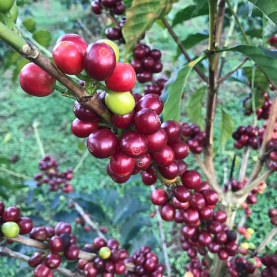 Henry’s Orchard Organic Coffee Blend