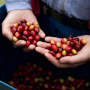 Richmond House Coffee Blend