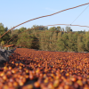 Ipanema Natural Fig – Brazilian Single Origin Coffee